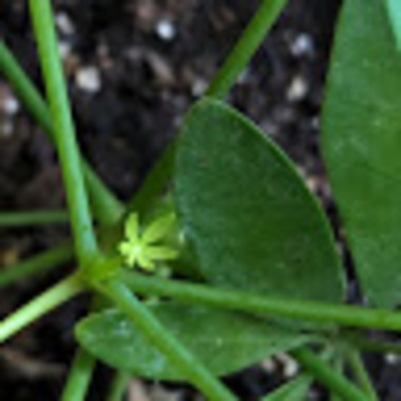 quinoap